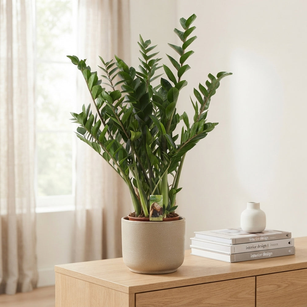 ZZ Plant (Zamioculcas zamiifolia) – 24cm Pot