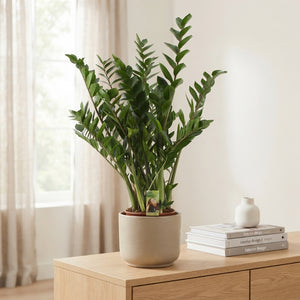 ZZ Plant (Zamioculcas zamiifolia) – 24cm Pot
