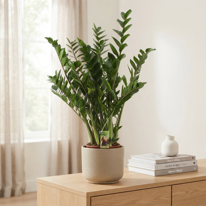ZZ Plant (Zamioculcas zamiifolia) – 24cm Pot
