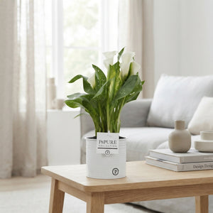 White Zantedeschia Calla Lily – 12cm Pot