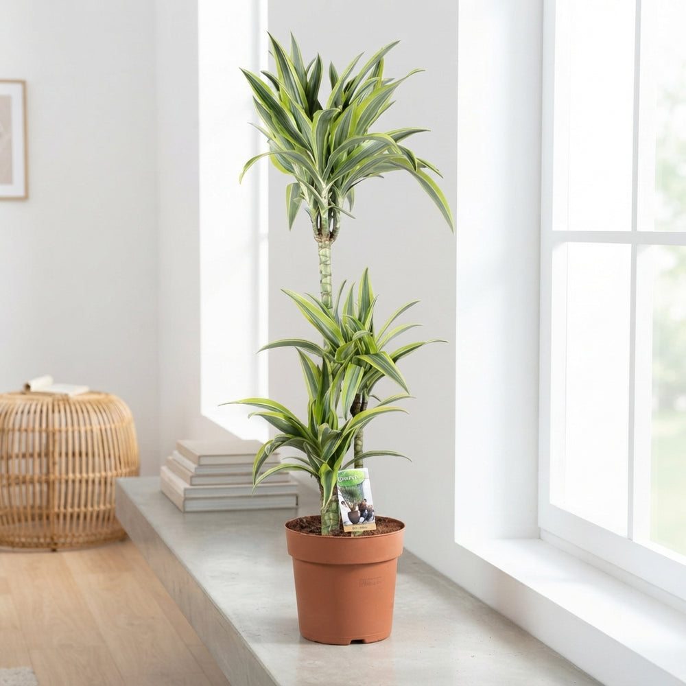 Lemon Lime Dracaena (Dracaena fragrans) – 24cm Pot