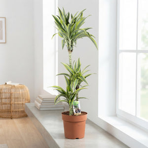Lemon Lime Dracaena (Dracaena fragrans) – 24cm Pot