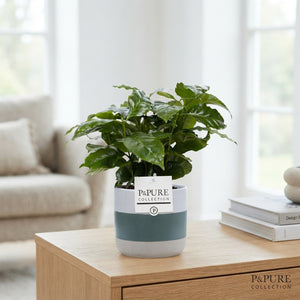 Arabica Coffee Plant (Coffea arabica) – 12cm Jade Pot