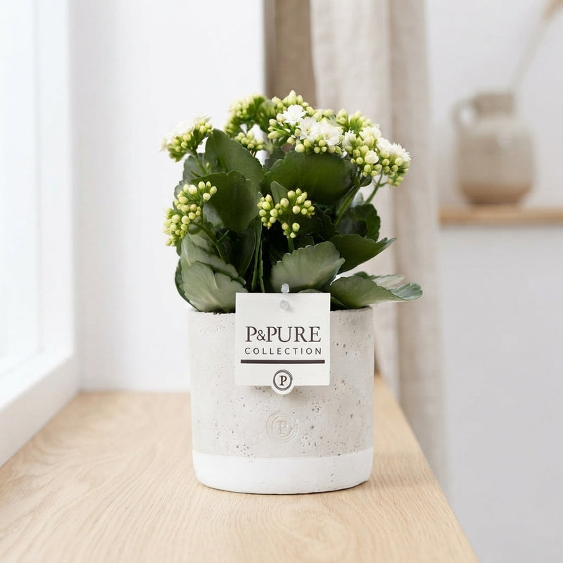White Double Kalanchoe – 12cm Pot, 27cm High