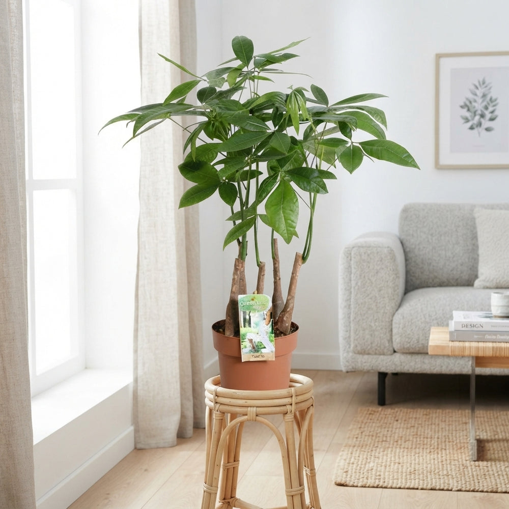 Money Tree (Pachira aquatica) – 17cm Pot, 65cm High