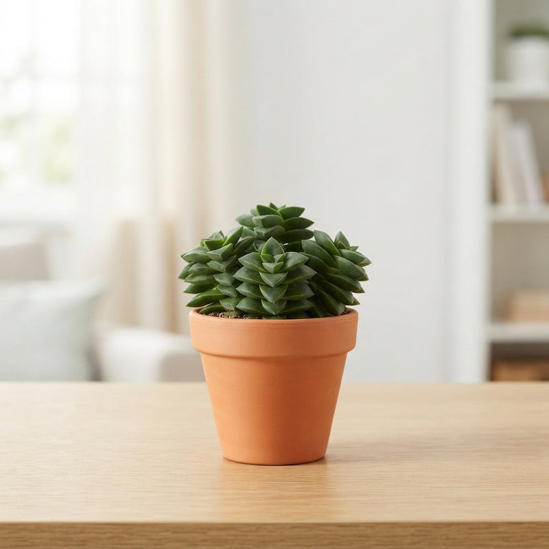Crassula ‘Spring Time’ Succulent – 8.5cm Pot