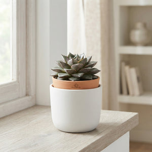 Echeveria purpusorum Succulent – 8.5cm Pot