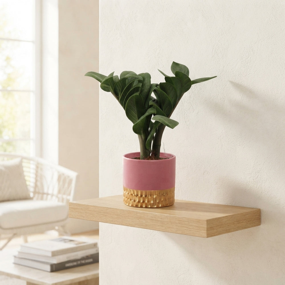 ZZ Plant (Zamioculcas zamiifolia ‘Zenzi’) – 9cm Ceramic Pot