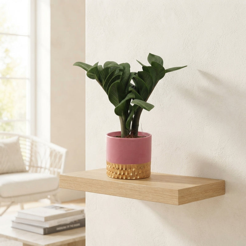 ZZ Plant (Zamioculcas zamiifolia ‘Zenzi’) – 9cm Ceramic Pot