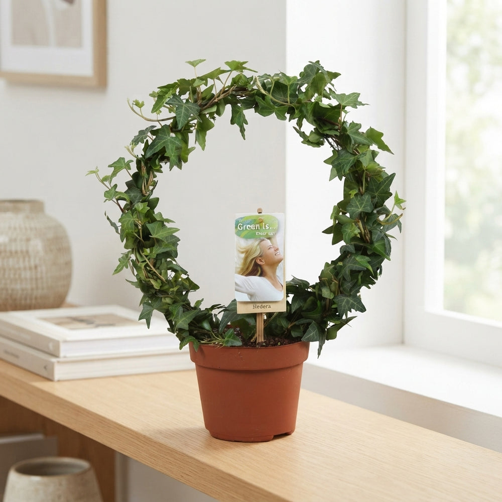 Green English Ivy (Hedera helix) – 13cm Pot