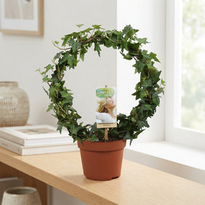 Green English Ivy (Hedera helix) – 13cm Pot