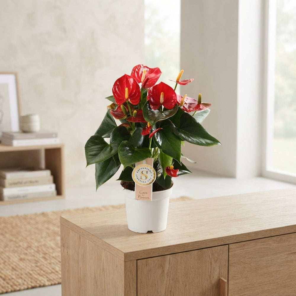 White Anthurium ‘Red Champion’ – 12cm Pot