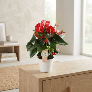 White Anthurium ‘Red Champion’ – 12cm Pot