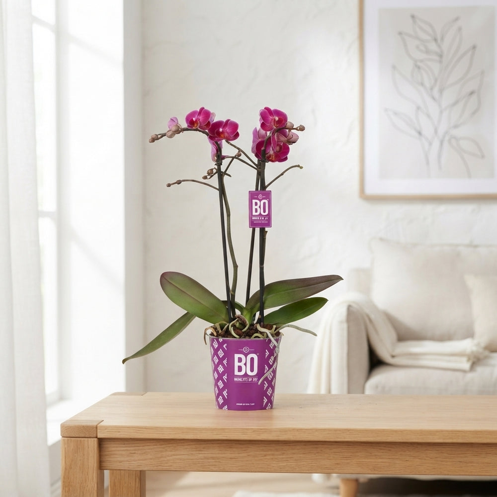 Mixed Phalaenopsis Orchid – 2 Stems, 12cm Pot