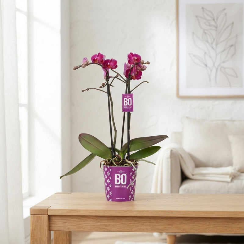 Mixed Phalaenopsis Orchid – 2 Stems, 12cm Pot