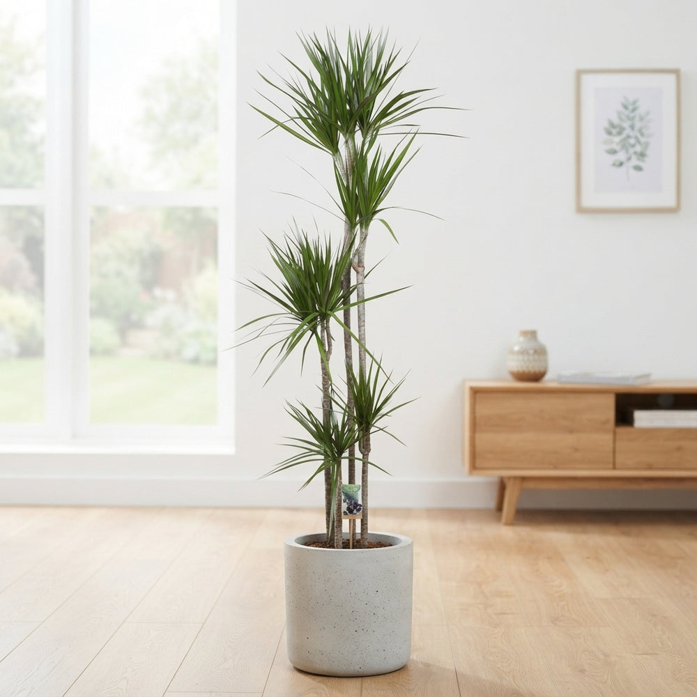 Dragon Tree (Dracaena marginata) – 30cm Pot, 190cm