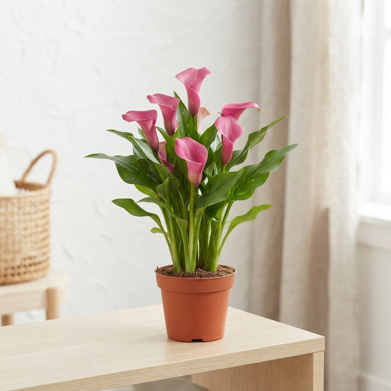 Mixed Zantedeschia Calla Lily – 13cm Pot