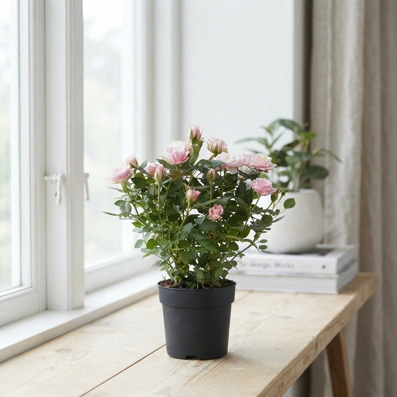 Pink Rose Plant (Rosa) – 10.5cm Pot