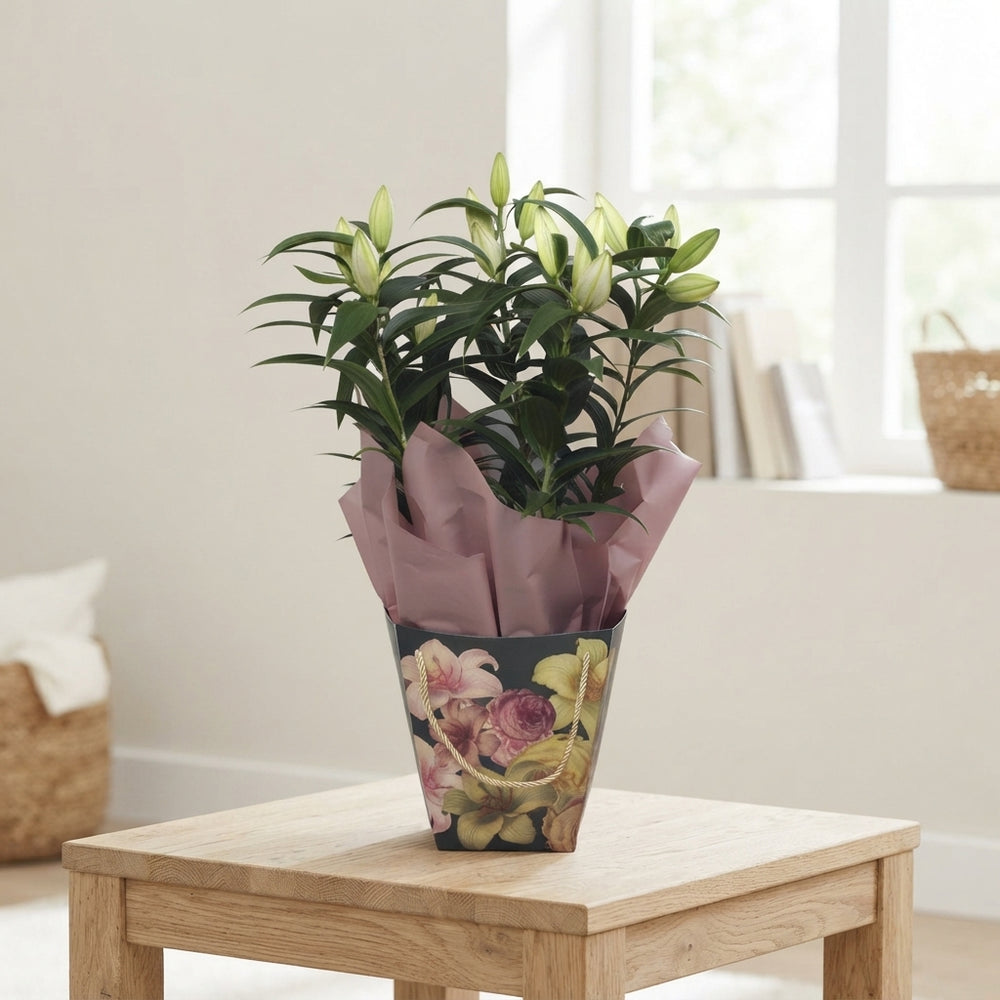 Mixed Oriental Lily ‘Blush’ – 17cm Pot