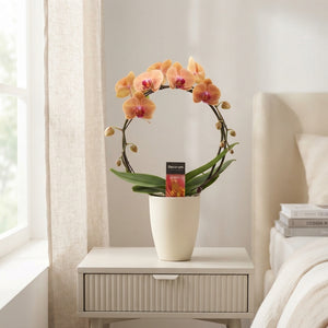 Mixed Phalaenopsis Orchid Collection – 12cm Pot