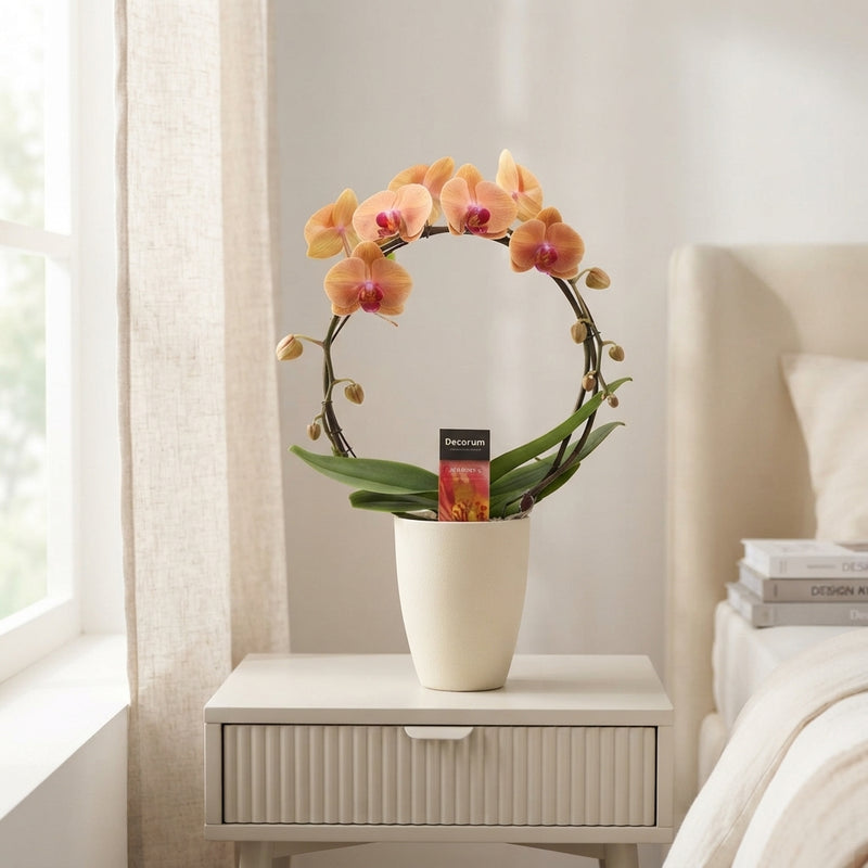 Mixed Phalaenopsis Orchid Collection – 12cm Pot