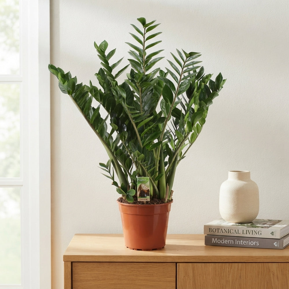 ZZ Plant (Zamioculcas zamiifolia) – 27cm Pot, 110cm