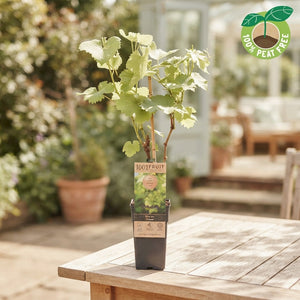Himrod Seedless Grape Vine (Vitis vinifera) – 15cm Pot