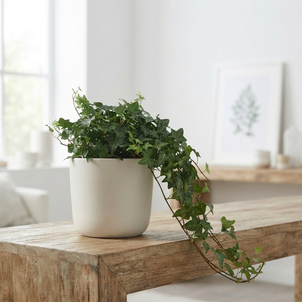 Extra Large Green English Ivy (Hedera helix) – 13cm Pot