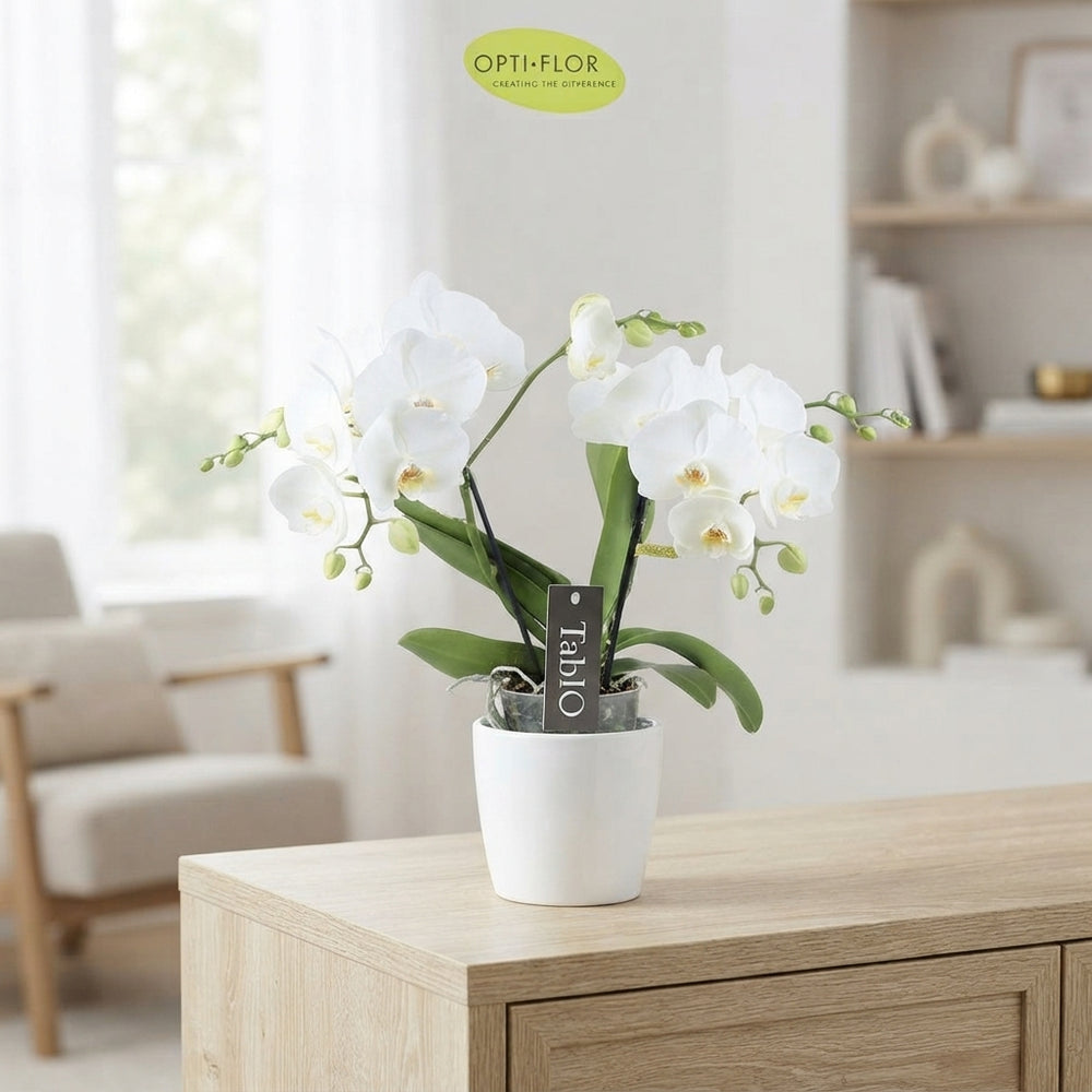 White Phalaenopsis Orchid – 12cm Pot, 40cm Tall