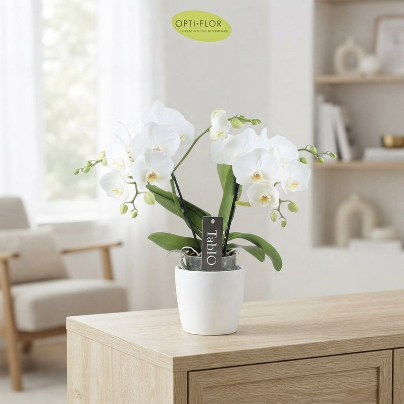 White Phalaenopsis Orchid – 12cm Pot, 40cm Tall