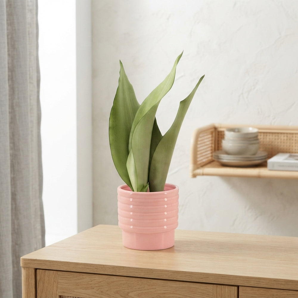 Sansevieria cylindrica – 9cm Pot, 25cm High