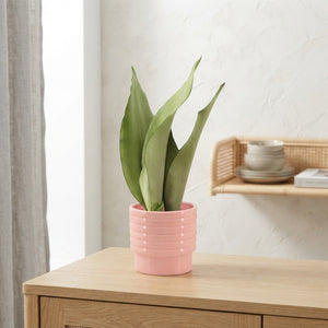 Sansevieria cylindrica – 9cm Pot, 25cm High