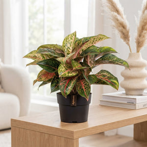 Aglaonema Mixed Varieties – 19cm Pot, 45cm High
