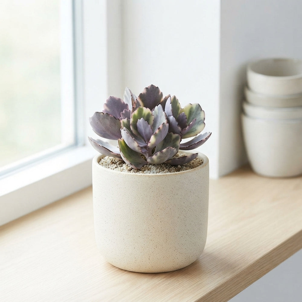 Mixed Succulent Collection – 5.5cm Pots
