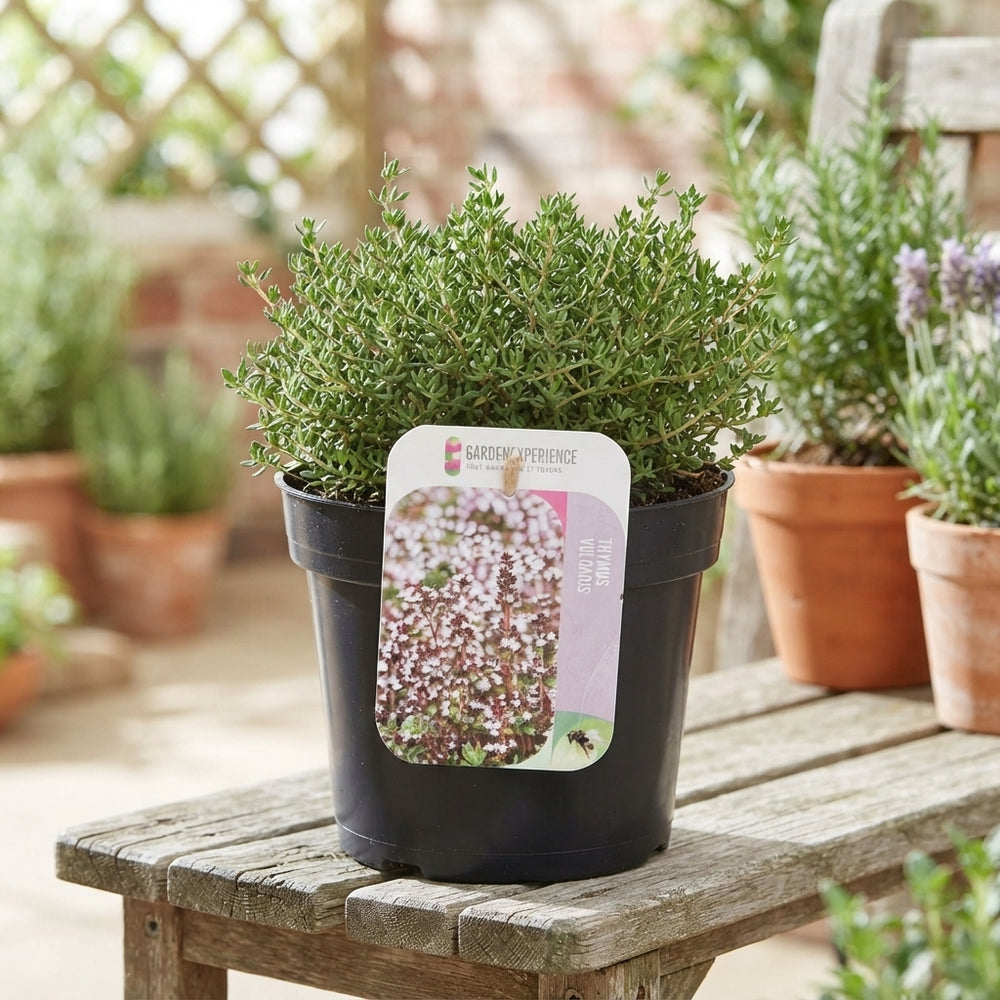 Common Thyme (Thymus vulgaris) – 13cm Pot