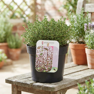 Common Thyme (Thymus vulgaris) – 13cm Pot