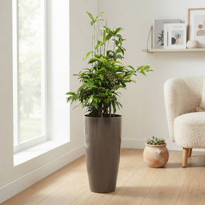 Dracaena Surculosa Bush Tree – 33cm Pot, 140cm High