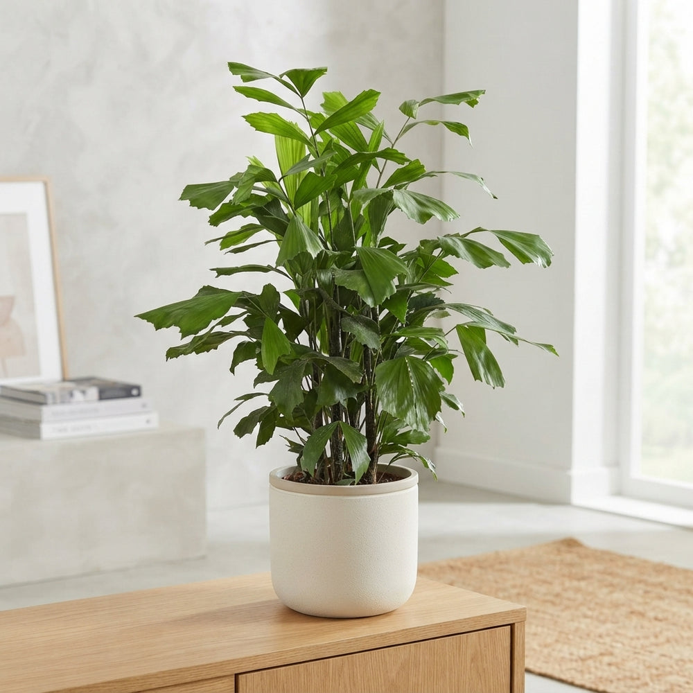 Fishtail Palm (Caryota mitis) – 24cm Pot