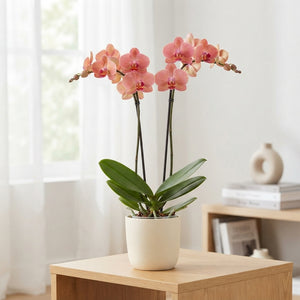 Phalaenopsis ‘Narbonne’ Orchid – 12cm Pot, 70cm Tall