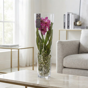 Vanda Orchid in Champagne Glass – 24cm