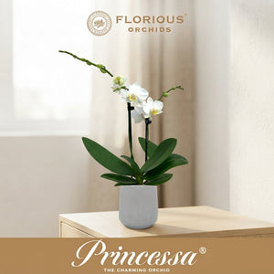 White Phalaenopsis Orchid – 9cm Ceramic Pot