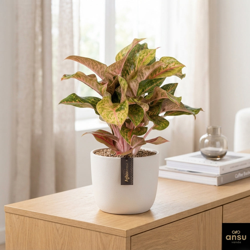 Aglaonema Special Mix – 19cm Pot, 45cm High
