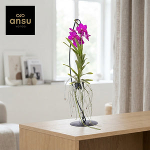 Vanda Orchid – 15cm Pot, Approx. 70cm High