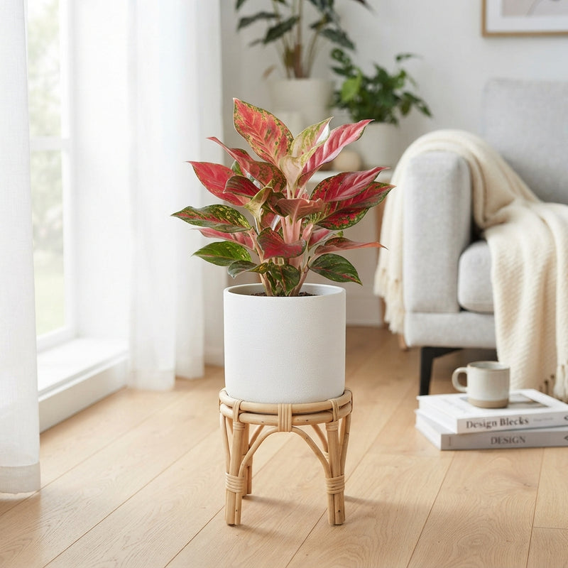 Aglaonema Red Surprise – 19cm Pot, 50cm High