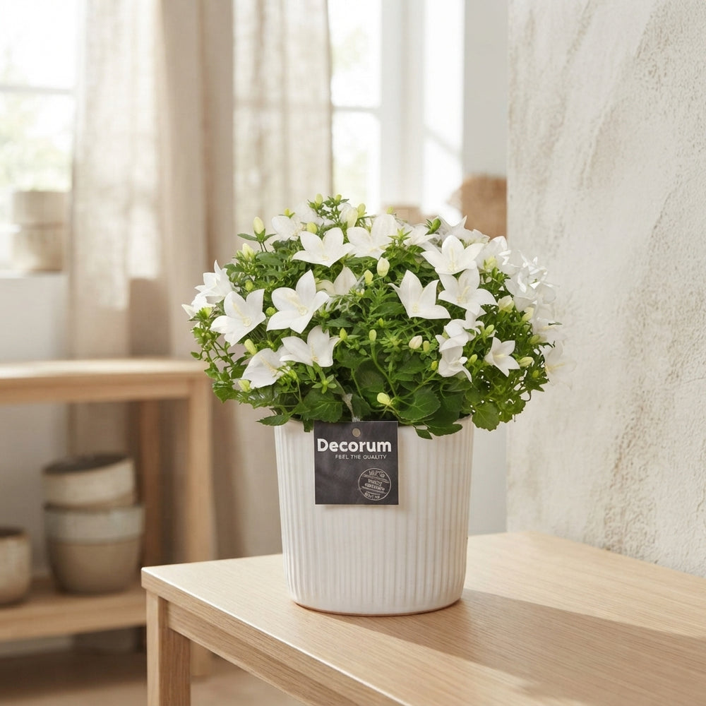 White Campanula ‘Sophie’ – 13cm Ceramic Pot
