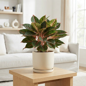 Aglaonema ‘Green Surprise’ – 19cm Pot, 55cm High