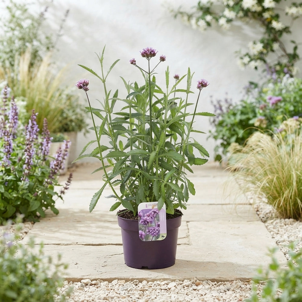 Verbena bonariensis – 17cm Pot, Approx. 60cm Tall