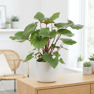 Homalomena ‘Ru Maggy’ – 24cm Pot, 80cm Tall