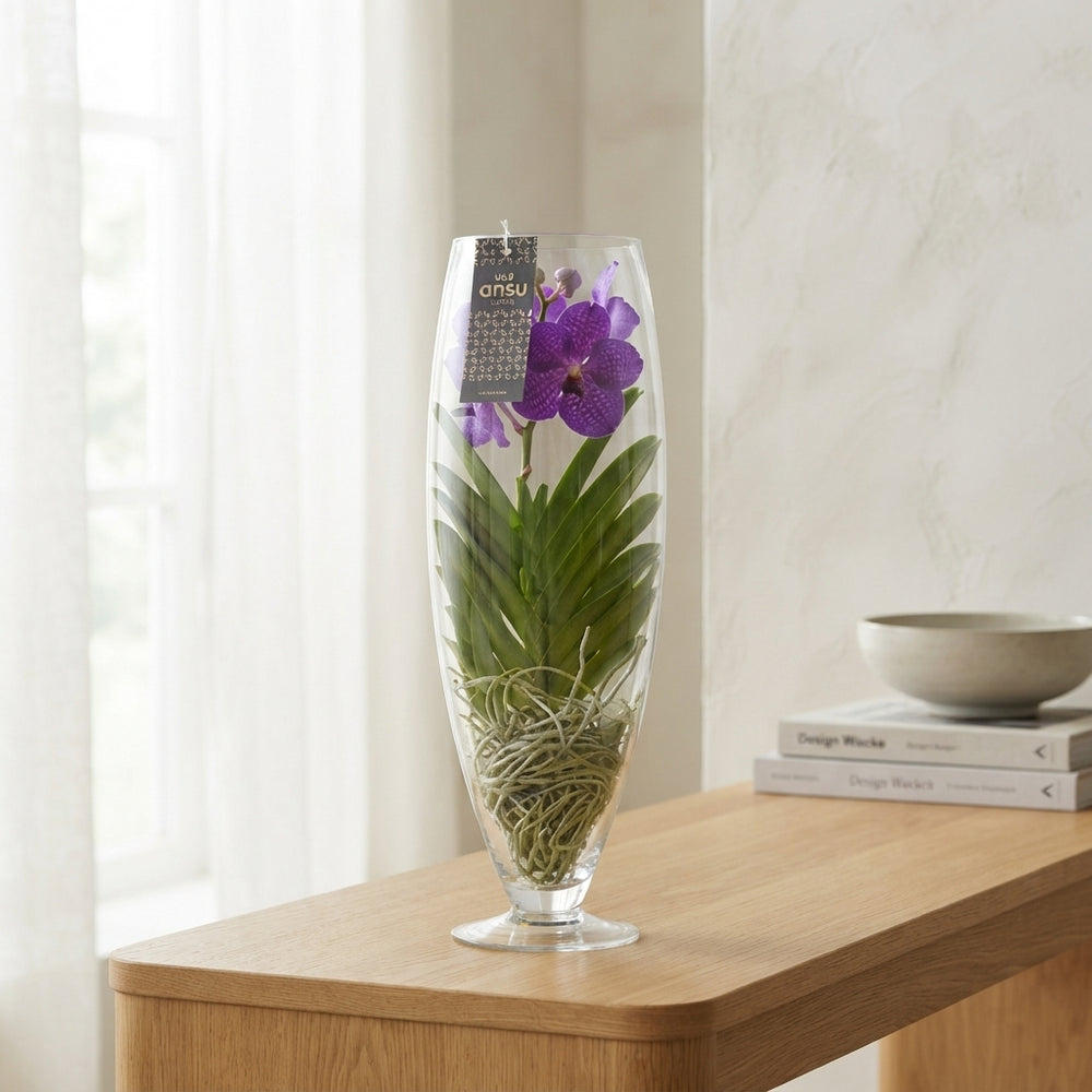 Vanda Orchid in Champagne Glass – 24cm