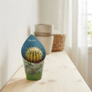 Mixed Cactus Collection – 5.5cm Pots
